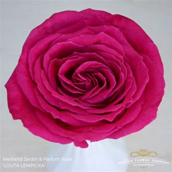 Rose Gr Meilland Lolita Lempicka 50cm A1