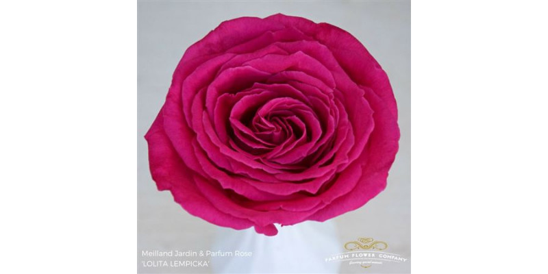 Rose Gr Meilland Lolita Lempicka 50cm A1