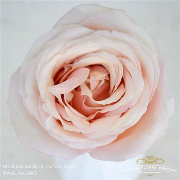 Rose Gr Meilland Paul Ricard 50cm A1