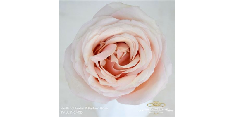 Rose Gr Meilland Paul Ricard 50cm A1