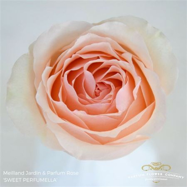 Rose Gr Meilland Perfume Sweet 50cm A1