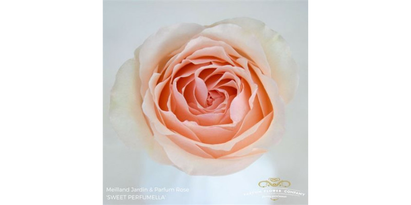 Rose Gr Meilland Perfume Sweet 50cm A1