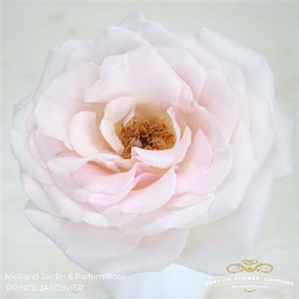 Rose Gr Meilland Prince Jardinier 50cm A1