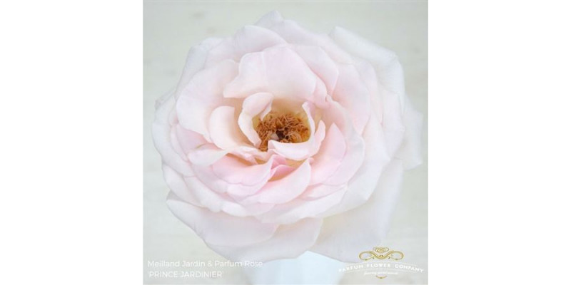 Rose Gr Meilland Prince Jardinier 50cm A1