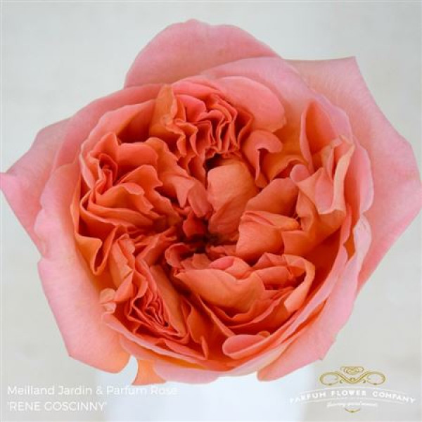 Rose Gr Meilland Rene Goscinny 50cm A1