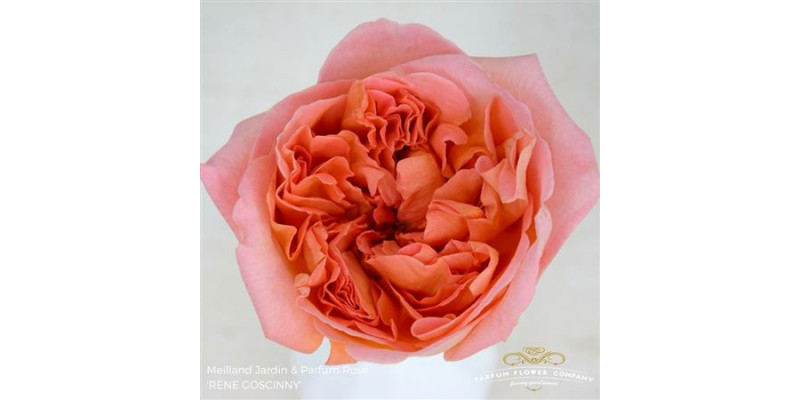 Rose Gr Meilland Rene Goscinny 50cm A1