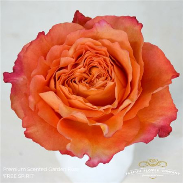 Rose Gr Scented Garden Free Spirit 50cm A1