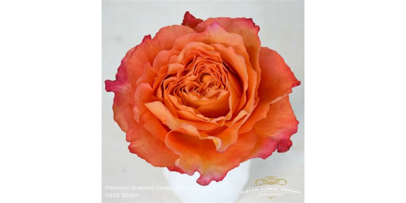 Rose Gr Scented Garden Free Spirit 50cm A1