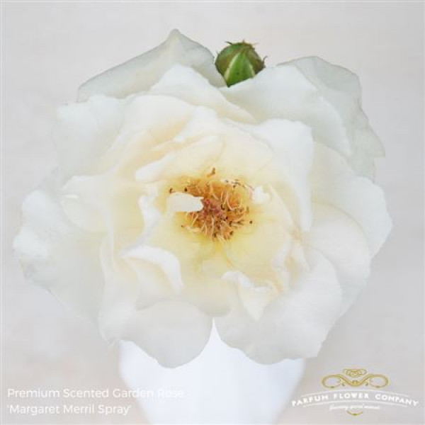 Rose Gr Scented Garden Margaret Merril 60cm A1