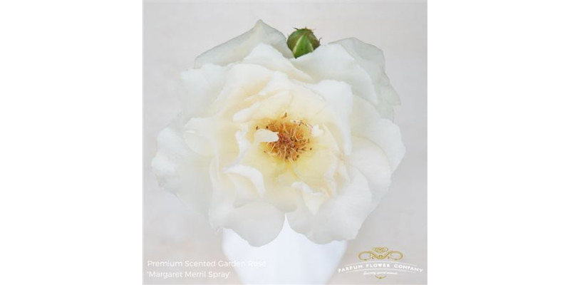 Rose Gr Scented Garden Margaret Merril 60cm A1