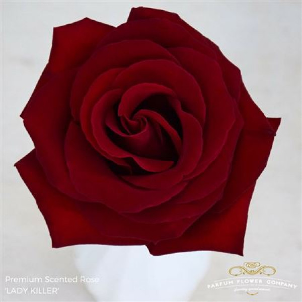 Rose Gr Scented Lady Killer 50cm A1