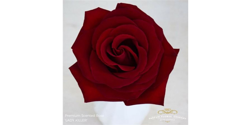 Rose Gr Scented Lady Killer 50cm A1