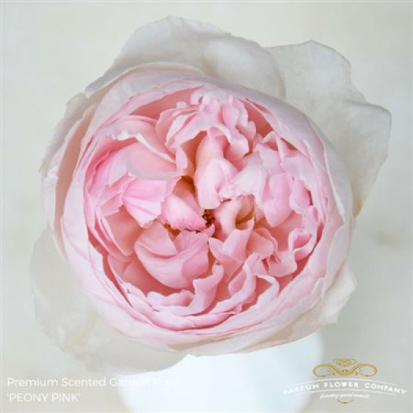 Rose Gr Scented Peony Pink 50cm A1