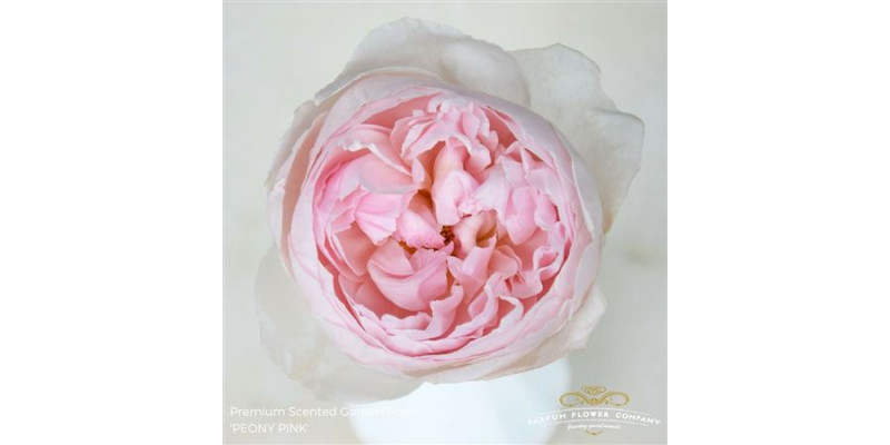 Rose Gr Scented Peony Pink 50cm A1