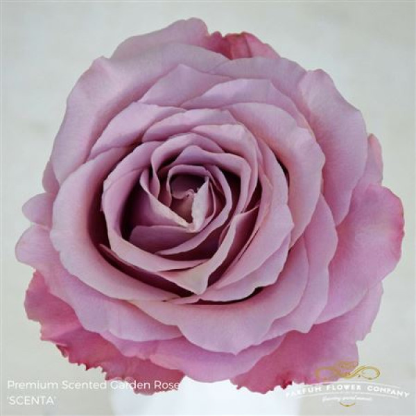 Rose Gr Scented Scenta 50cm A1