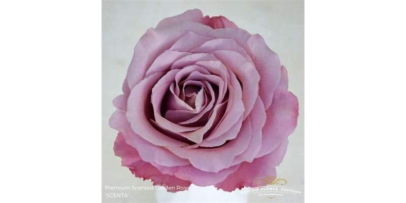 Rose Gr Scented Scenta 50cm A1