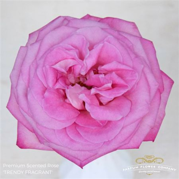 Rose Gr Scented Trendy Fragrant 50cm A1