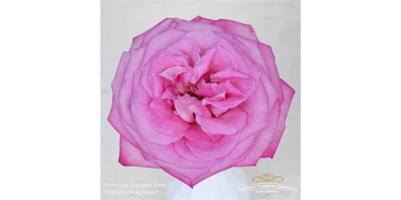 Rose Gr Scented Trendy Fragrant 50cm A1