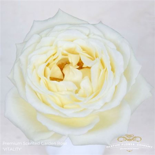 Rose Gr Scented Vitality 50cm A1