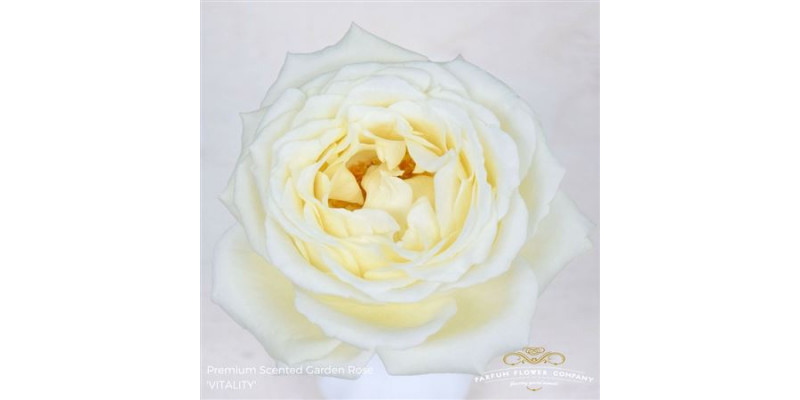 Rose Gr Scented Vitality 50cm A1