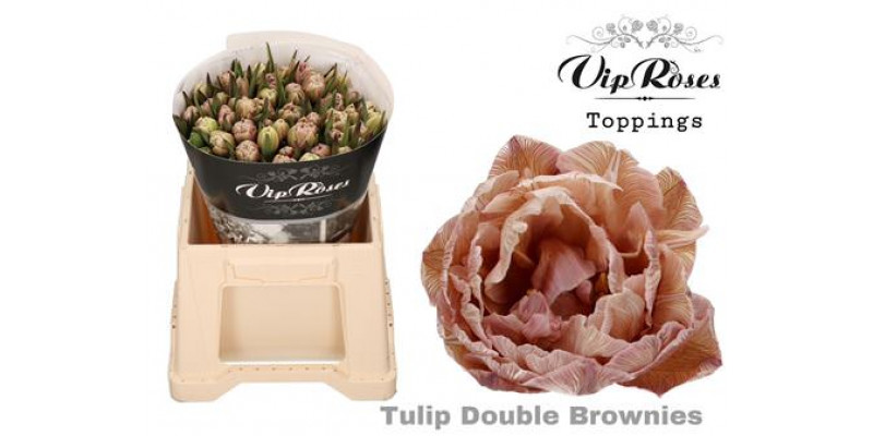 Tulips Du Double Brownies 38cm A1 Col-Peach