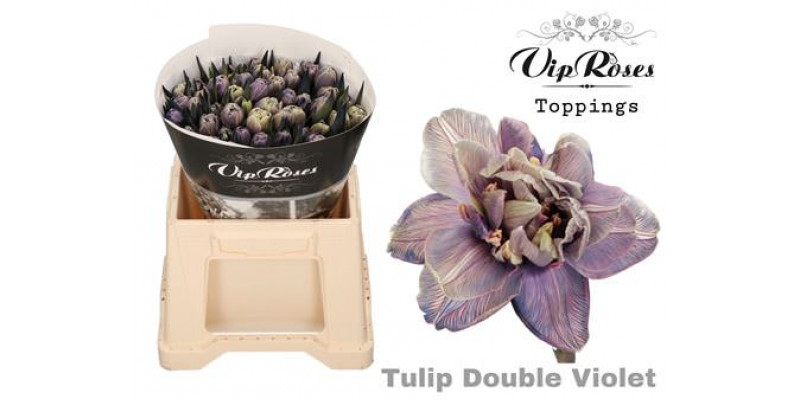 Tulips Du Double Violet 38cm A1 Col-Peach