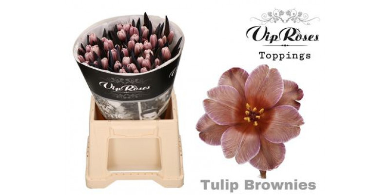 Tulips En Brownies Rv 38 A1Peach
