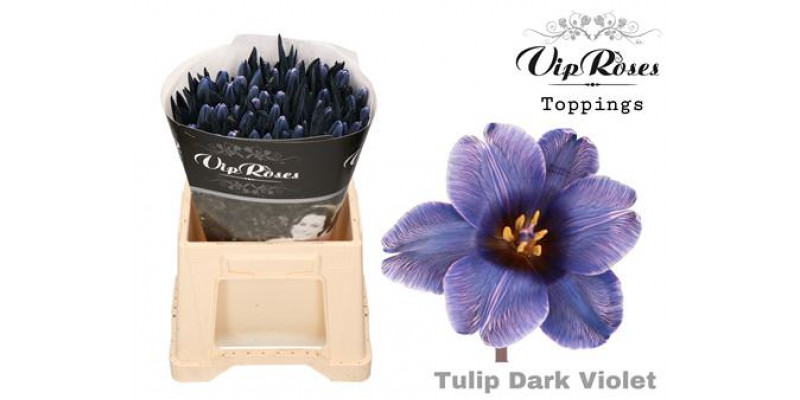 Tulips En Dark Violet Rv 40 A1Peach