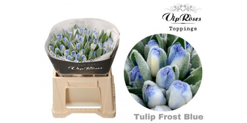 Tulips En Frost Blue 40 A1Peach