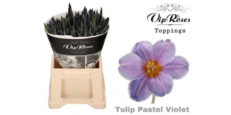 Tulips En Pastel Violet Rv 40 A1Peach