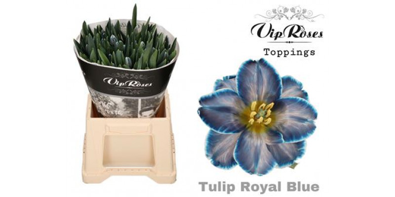 Tulips En Royal Blue Rv 40 A1Peach