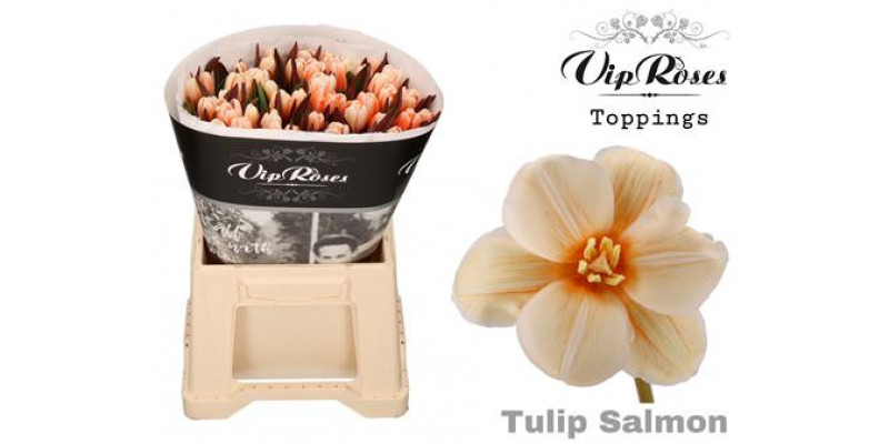 Tulips En Salmon Rv 40 A1Peach