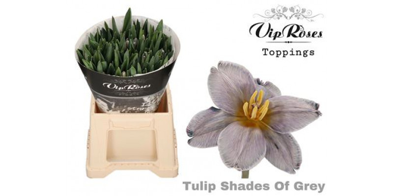 Tulips En Shades Of Grey Rv 40 A1Peach