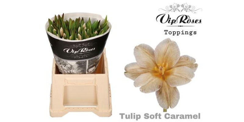 Tulips En Soft Caramel Rv 40 A1Peach