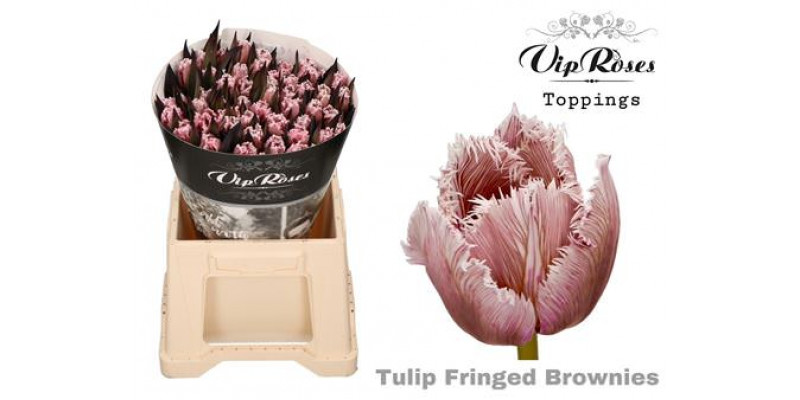 Tulips Freesias Fringed Brownies 38 A1Peach