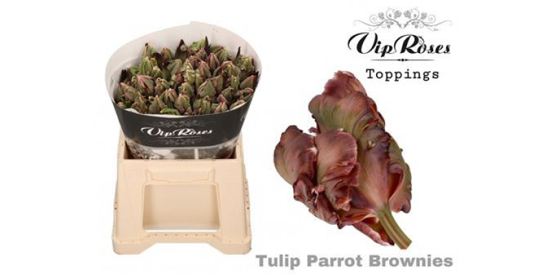 Tulips Parrot Brownies 38 A1Peach