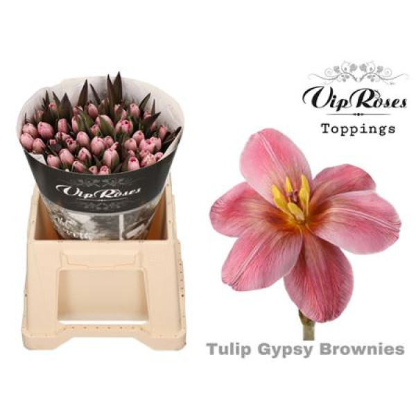 Tulips En Gypsy Brown 40 cm A1