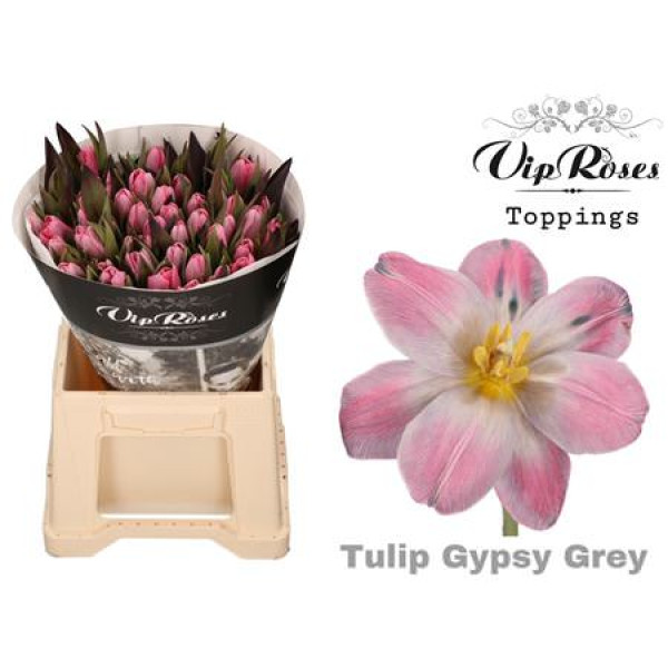 Tulips En Gypsy Grey 40 cm A1