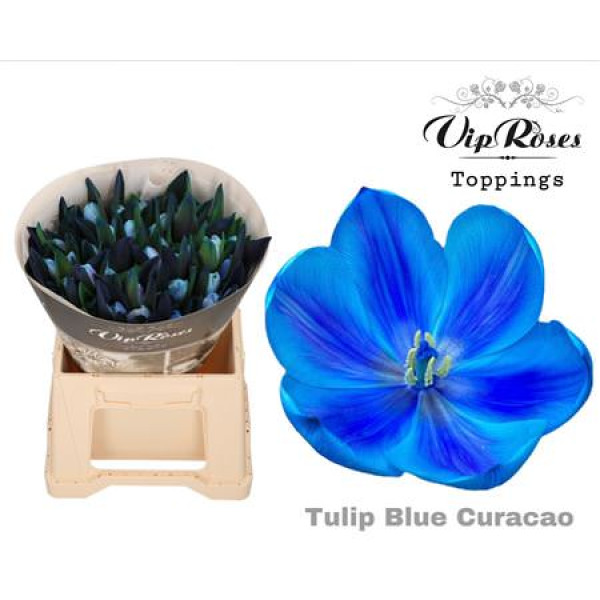 Tulips En Rv Blue Curacao 38 cm A1