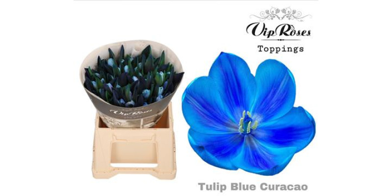 Tulips En Rv Blue Curacao 38 cm A1