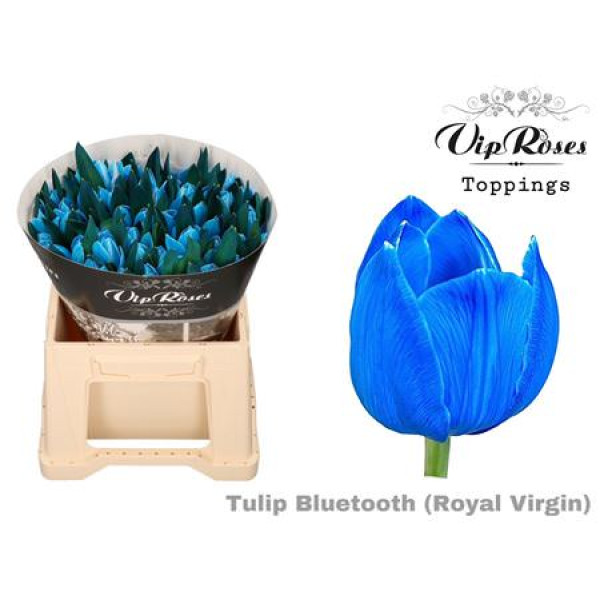 Tulips En Rv Bluetooth 38 cm A1