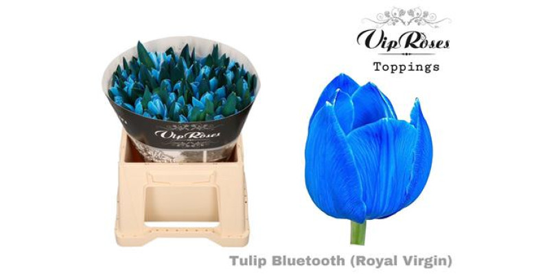 Tulips En Rv Bluetooth 38 cm A1