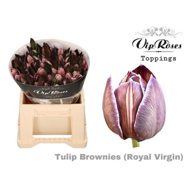 Tulips En Rv Brownies 38 cm A1