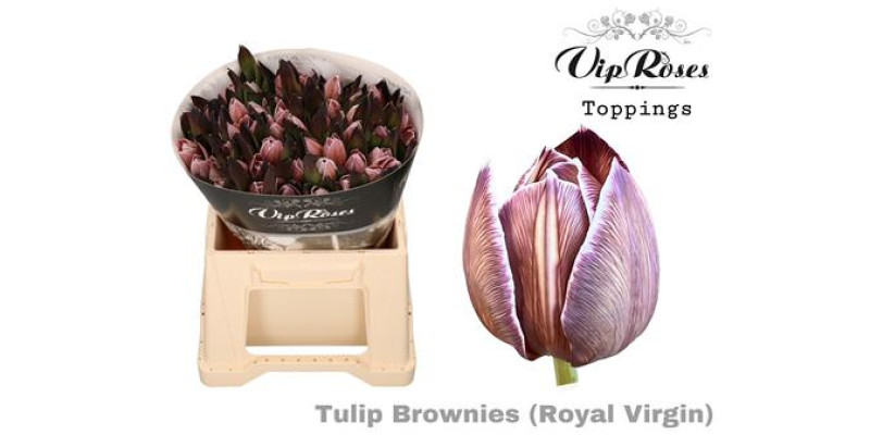 Tulips En Rv Brownies 38 cm A1
