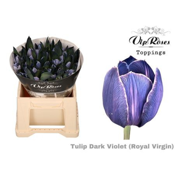 Tulips En Rv Dark Violet 38 cm A1