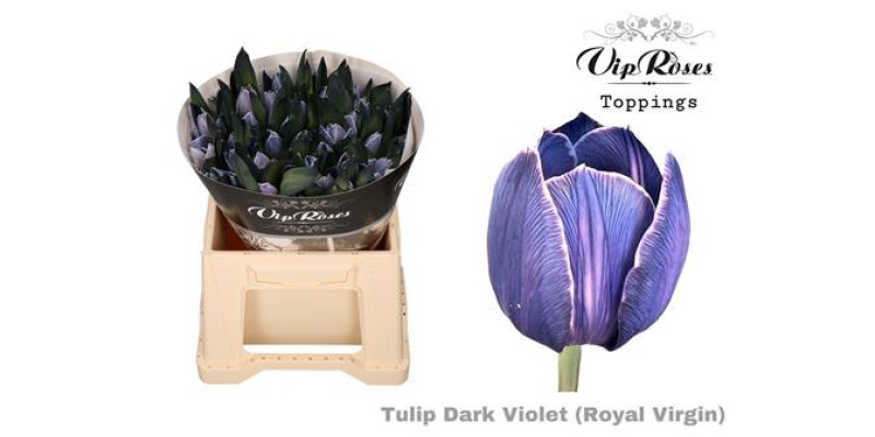 Tulips En Rv Dark Violet 38 cm A1