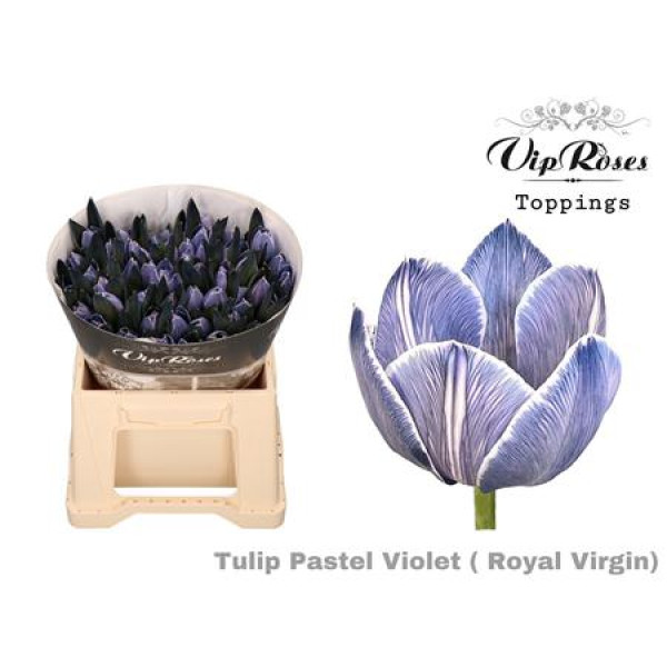 Tulips En Rv Pastel Violet 38 cm A1