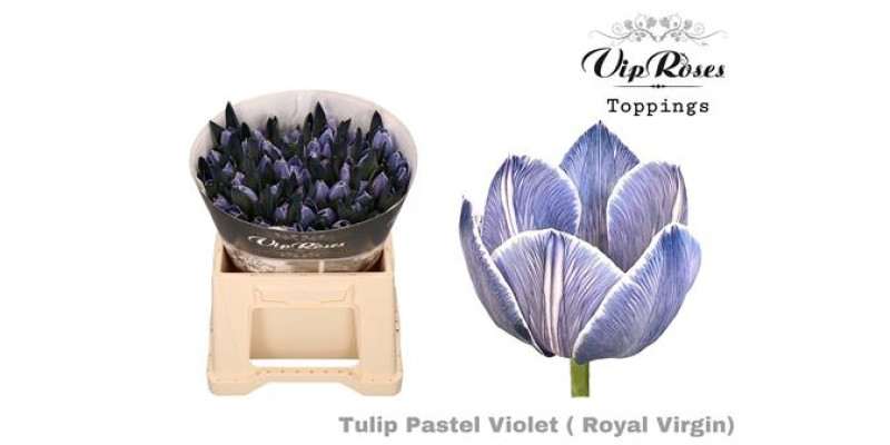 Tulips En Rv Pastel Violet 38 cm A1