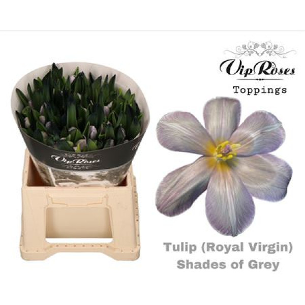 Tulips En Rv Shades Of Grey 38 cm A1