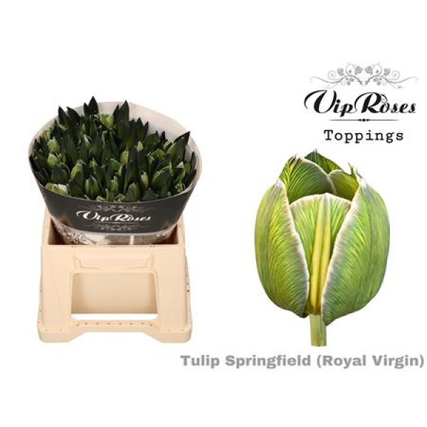 Tulips En Rv Springfield 38 cm A1